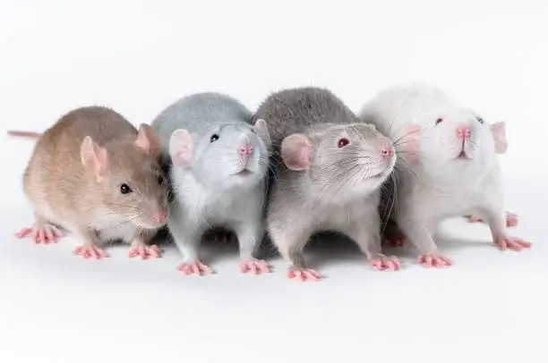  variety rats